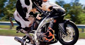 cow-riding
