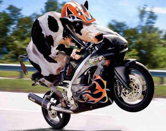 cow-riding